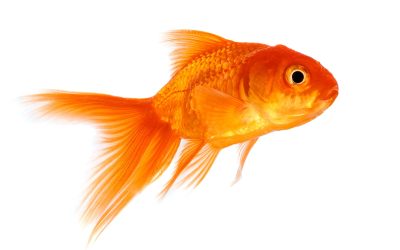 De Goudvis in het aquarium