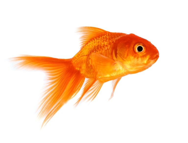 Onderhouden van je aquarium
