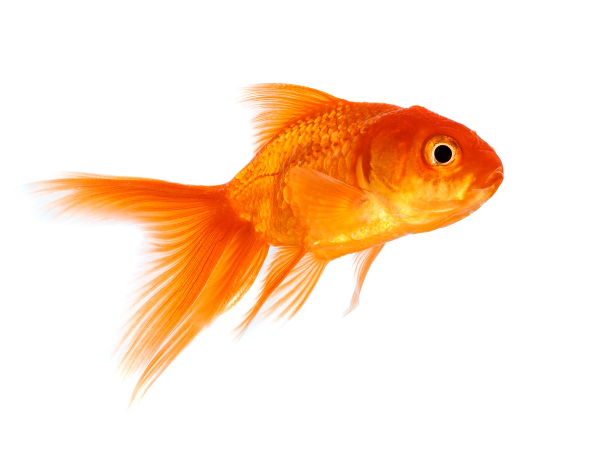 Onderhouden van je aquarium
