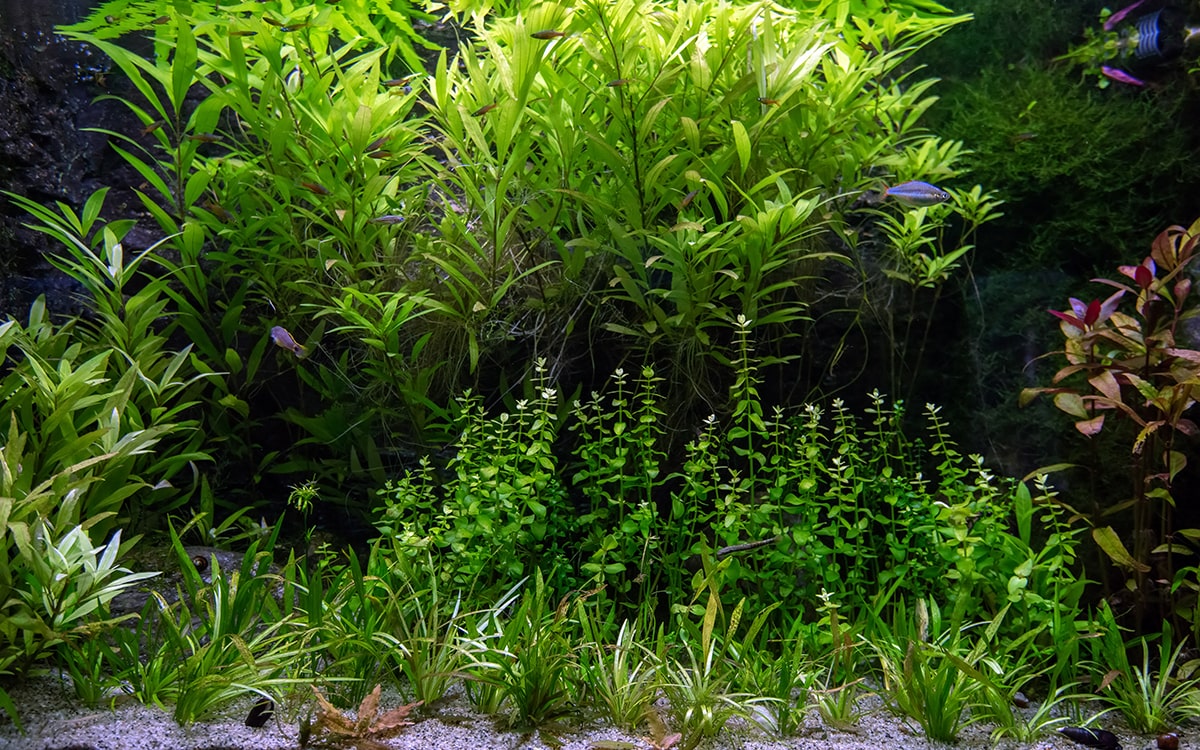 Een mooi beplant aquarium geeft veel rust in je kamer! AquariumDatabase.nl
