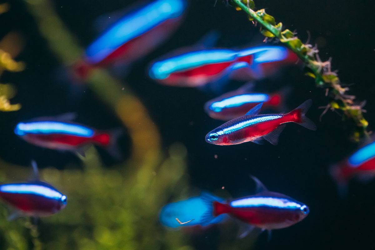 Kardinaal Tetra, misschien wel de meestverkochte beginnersvis! AquariumDatabase.nl