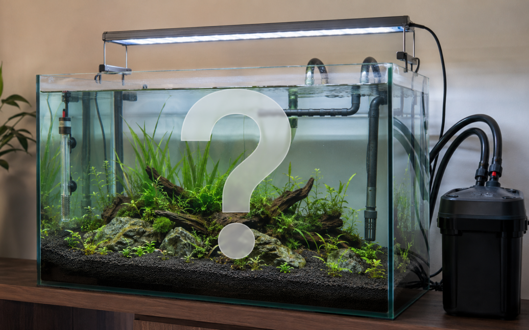 Standaard aquarium inrichten: stap voor stap een goede basis