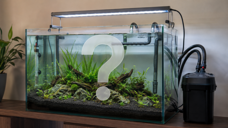 Hoe richt je een aquarium in