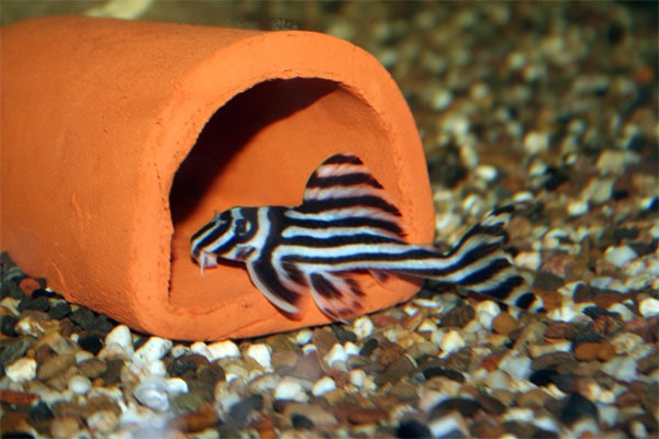 Zebrameerval - Hypancistrus zebra L046